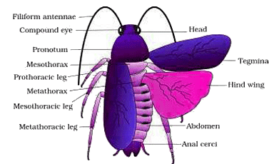 Animal Tissue | General Awareness for SSC CGL