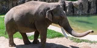 Endangered Animals | General Knowledge for Young Learners - Class 1