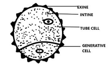 Worksheet with Solutions: Sexual Reproduction in Flowering Plants | Biology Class 12 - NEET