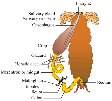 NCERT Exemplar: Structural Organisation in Animals | Biology Class 11 - NEET