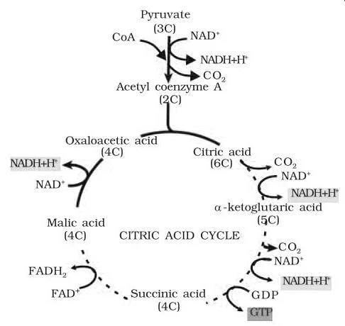 NCERT Solutions Class 11 Biology Chapter 14 - Respiration in Plants