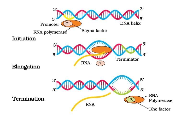 Important Diagrams: Molecular Basis of Inheritance | Biology Class 12 - NEET
