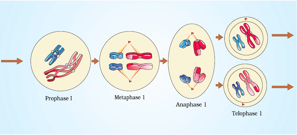 Cheat Sheet : Cell Cycle and Cell Divison | Biology Class 11 - NEET