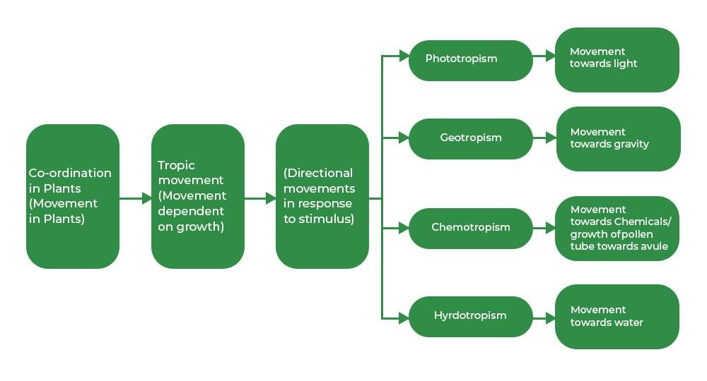Revision Notes: Chemical Coordination in Plants | Biology Class 10 ICSE