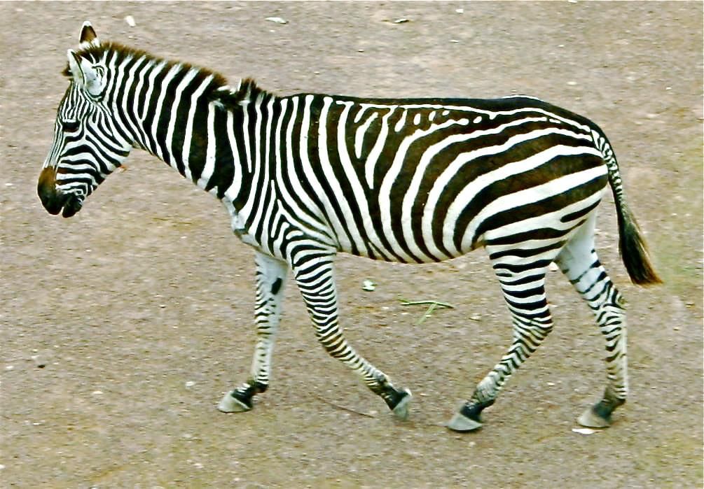 Movement in Animals | Science Class 5