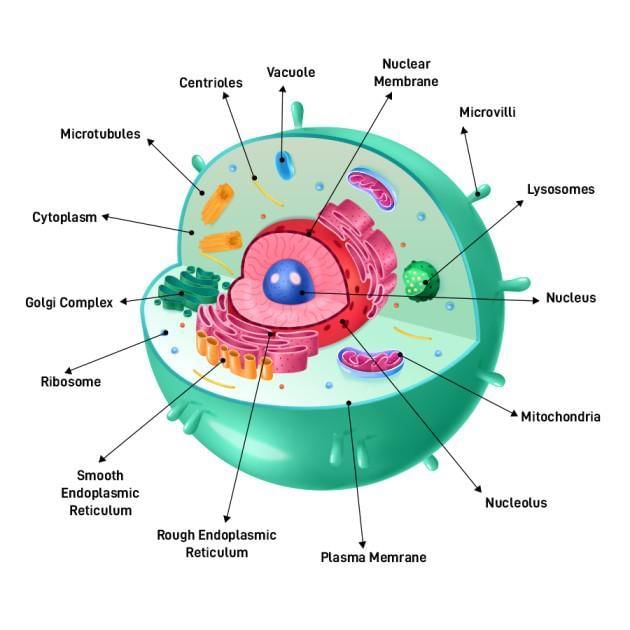 Revision Notes: Cell - The Structural and Functional Unit of Life | Biology Class 10 ICSE