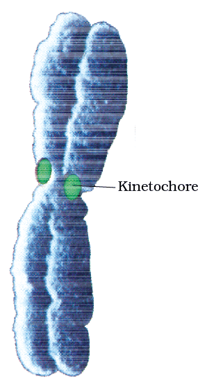 7.7.3 Chromosome Structure (During Cell Division)