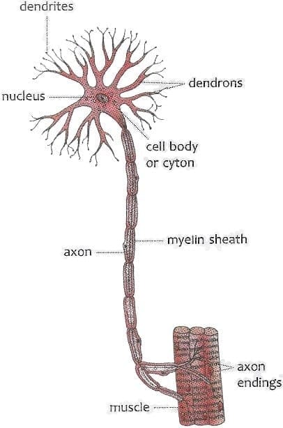 Ans: the following in detail