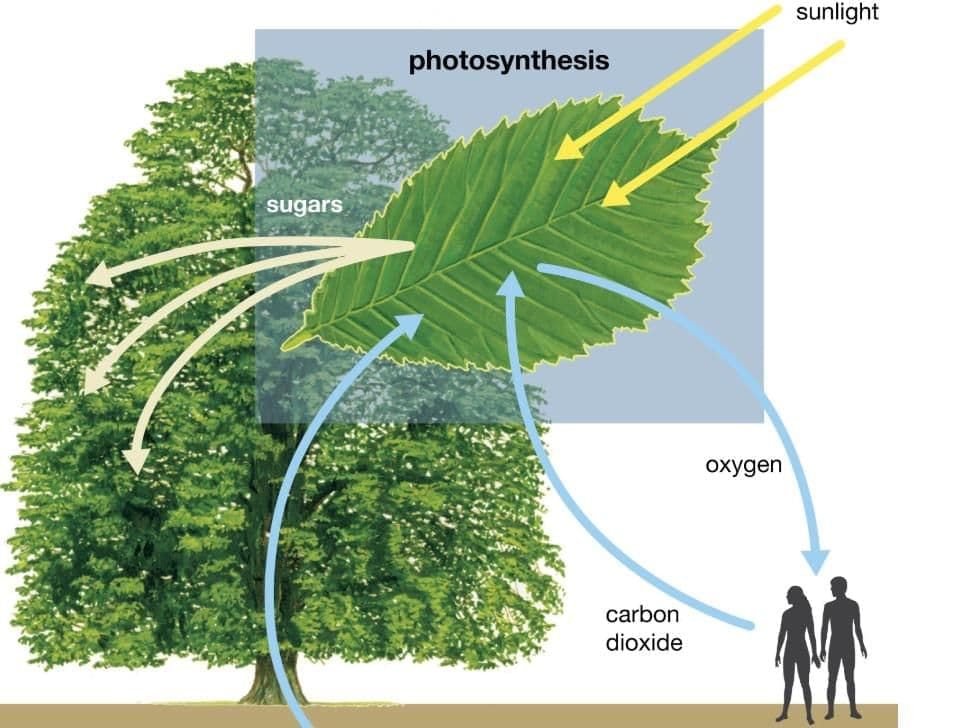 Class 7 Science Chapter 10 Very Short Question Answers - Life Processes in Plants