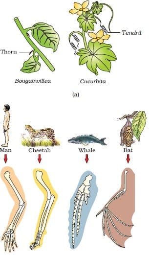Evidences for Evolution