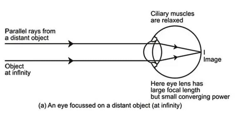 The Human Eye | Science Class 10