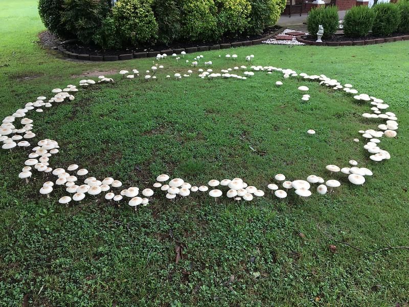 Fairy Rings
