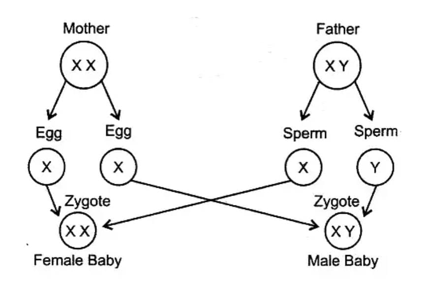 Unit Test (Solutions): Heredity | Science Class 10