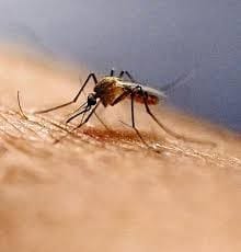 Invasive Mosquito Species Threatens India`s 2030 Malaria Elimination Goa