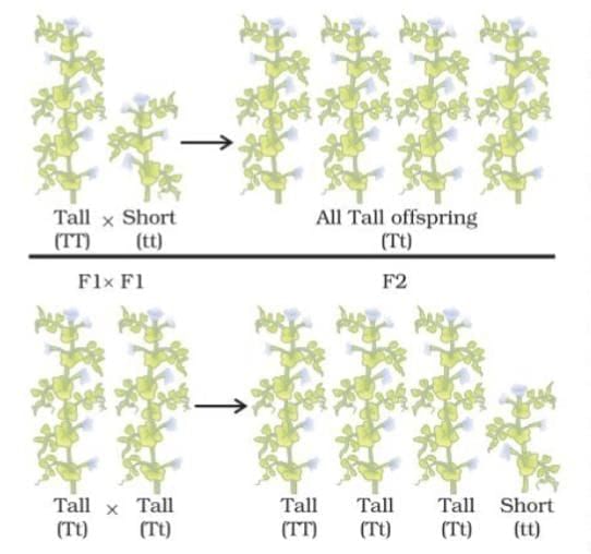 Cheat Sheet: Heredity | Science Class 10