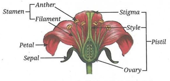11.2.2 Sexual Reproduction in Flowering Plants