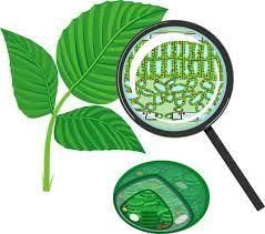 Class 5 Science - Plant Life - CBSE Worksheets Solutions - 2