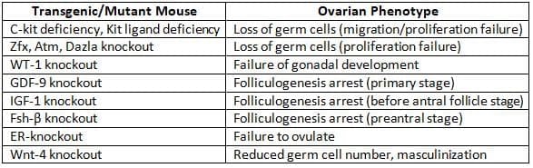Folliculogenesis and the `Follicular Phase`