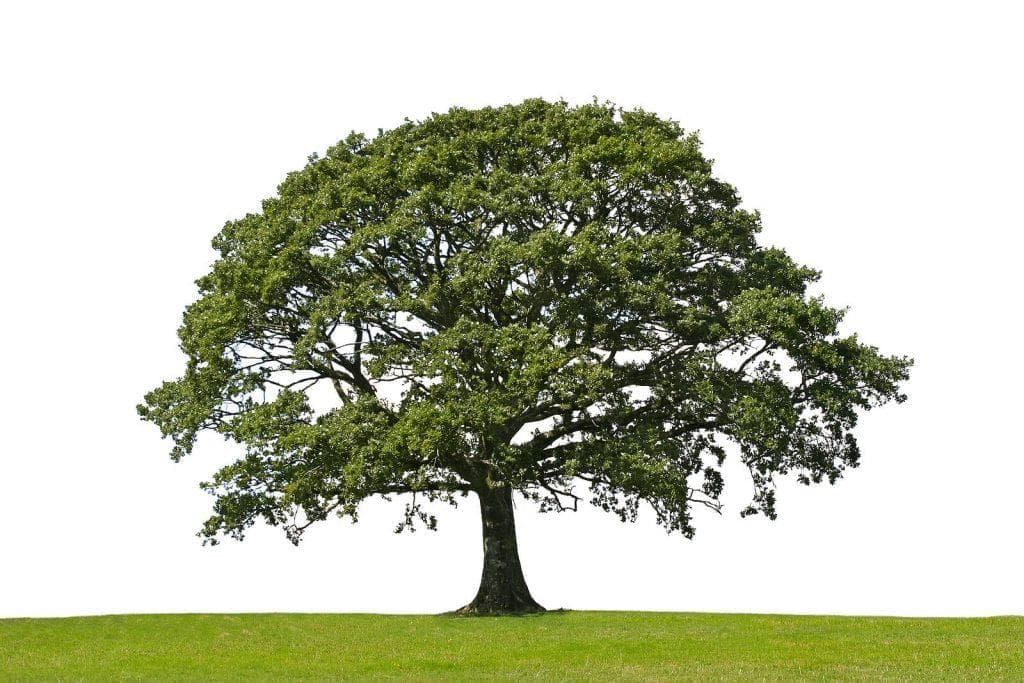 The Trees Summary Class 10 English First Flight Chapter 7