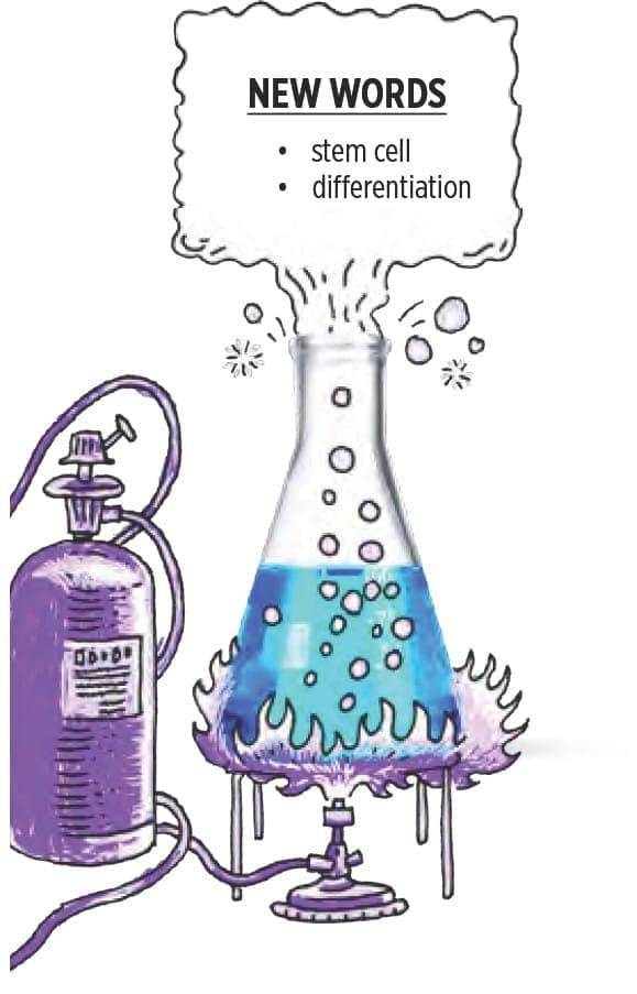 Cells differ in shape and size