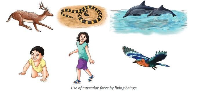 Exploring Forces Chapter Notes | Chapter Notes For Class 8