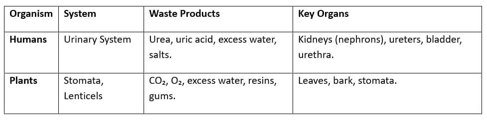 Cheat Sheet: Life Processes | Science Class 10