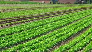 Vivek Singh Summary Agriculture - 2 | Indian Economy for UPSC CSE