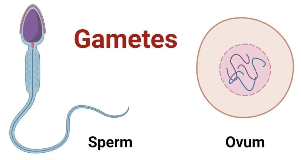 5. Gametes