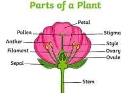 Class 5 Science - Plant Life - CBSE Worksheets Solutions - 2