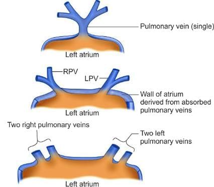 Thorax - 1 Chapter Notes | Anatomy - NEET PG