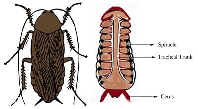 Cockroach