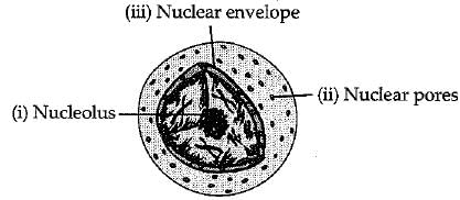 Class 9 Science: Sample Question Paper- 12 (With Solutions)
