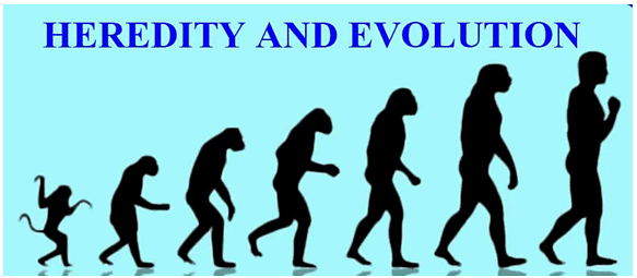 Olympiad Notes: Heredity and Evolution | Olympiad Preparation for Class 10