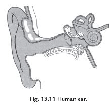 Class 8 Science Chapter 11 Question Answers - Sound