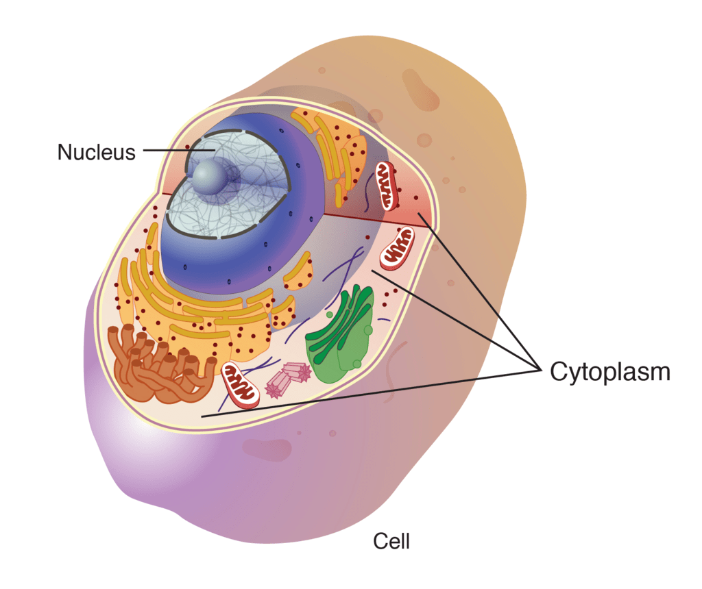 Cytoplasm, Cell Organelles and Cell Division | Biology for Grade 9