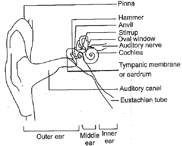 Class 9 Science - Sound Previous Year Questions