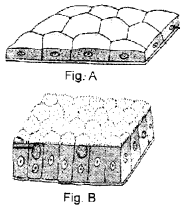 Class 9 Science Chapter 6 HOTS Questions - Tissues