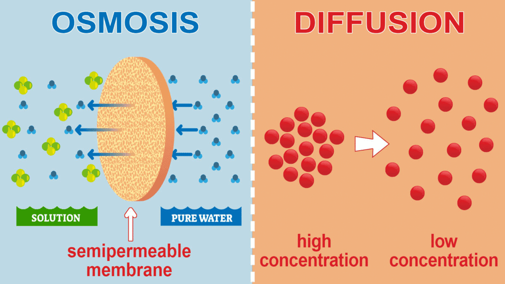 Mnemonics: The Fundamental Unit of Life | Science Class 9