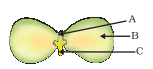 NCERT Exemplar: How do Organisms Reproduce? | Science Class 10