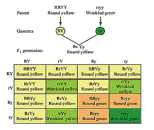 Class 10 Science Chapter 8 Previous Year Questions - Heredity and Evolution