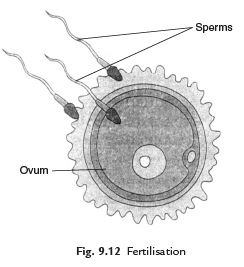 Class 4 Science Chapter 6 Question Answers - Reproduction in Animals