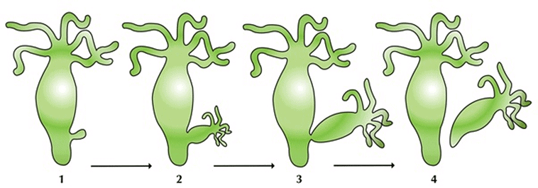 Reproduction in Organism | Olympiad Preparation for Class 10
