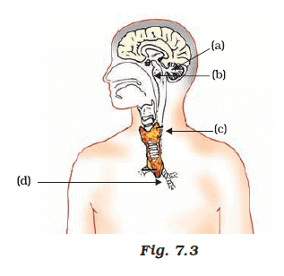 NCERT Exemplar: Control & Coordination | Science Class 10