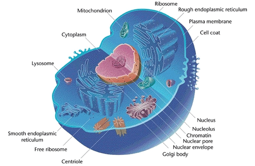Cell: Structure and Functions Class 8 Notes Science