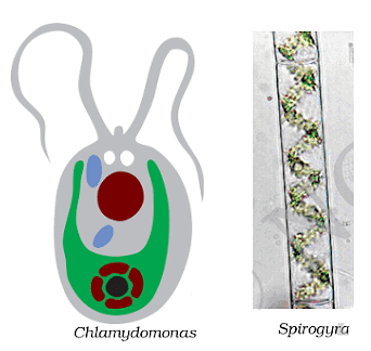 Microorganisms - Friend & Foe Summary Class 8 NCERT Summary