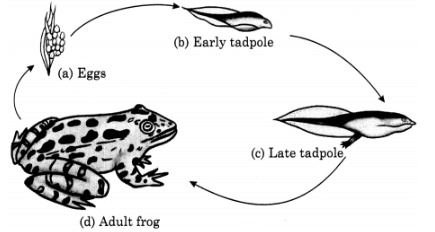 Frog Life Cycle