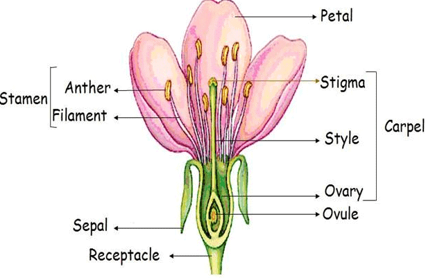 Longitudinal Section of a Flower