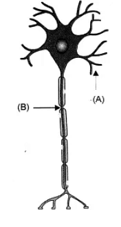 Class 10 Science Chapter 6 HOTS Questions - Control and Coordination