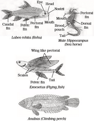 Diversity in Living Organisms Summary Class 9 Science