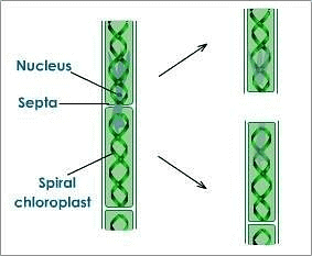 Reproduction in Organism | Olympiad Preparation for Class 10